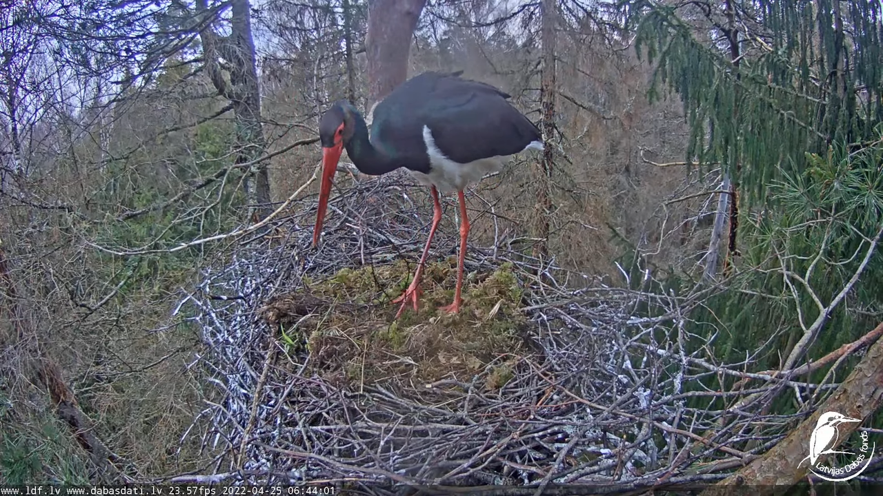 Melnais stārķis (Ciconia nigra) Siguldas novadā - LDF tiešraide 9-30-1 screenshot