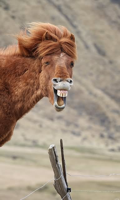 Weird-Laughing-Face-Donkey-Funny-Image.jpg
