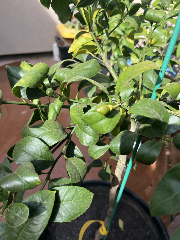 DDDDA466-42B4-48CA-B373-F666C1390F56