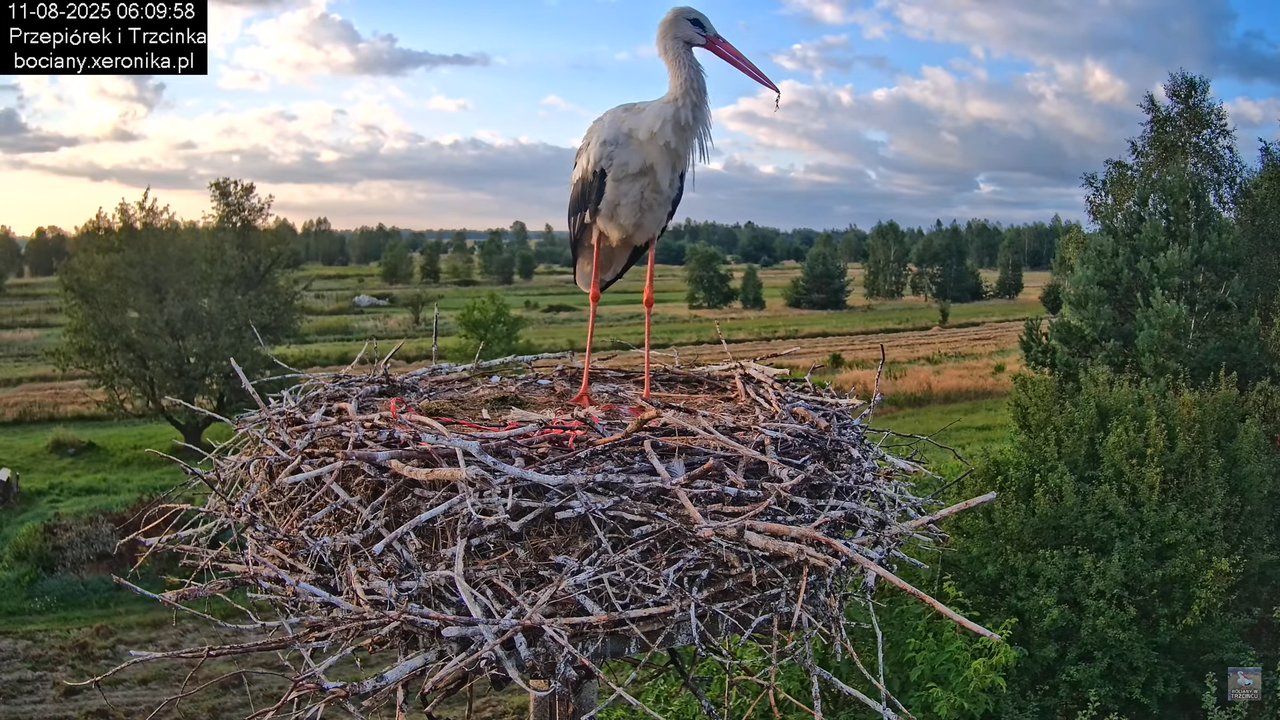 11082025bociany6