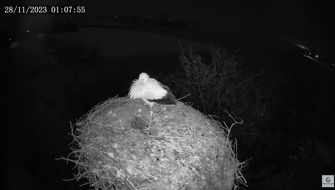 28 listopada 01,07 Pasieka