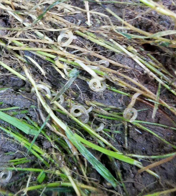 Are these nematodes? The Lawn Forum