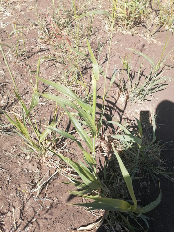 IMG_20240908_122938[1]