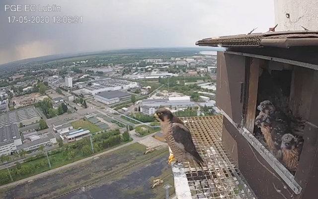 PGE Lublin. Male Łupek (8 A - 2013) & Female WROTKA (4 AB - 2014) - Pagina 3 Przechwytywanie-w-trybie-pe-noekranowym-17-05-2020-120659