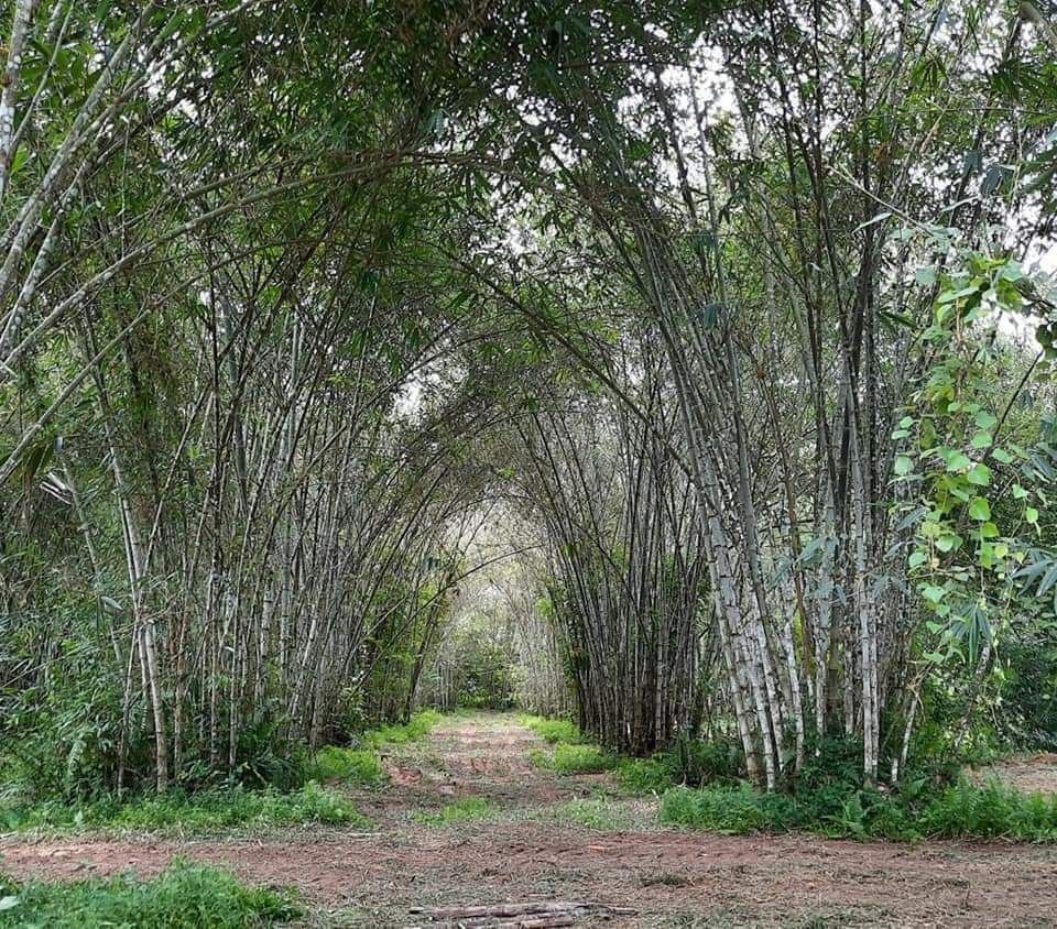 Ladang buluh betong Kampung Kundur Ulu, Rembau