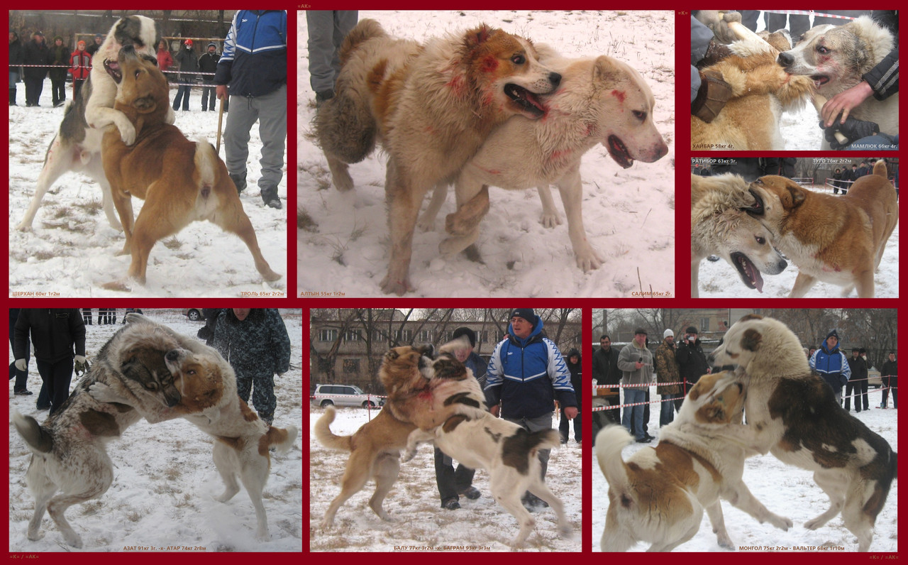 2009.11.21 2 ТРОЛЬ ШЕРХАН. АЛТЫН САЛИМ. ХАЙБАР МАМЛЮК. РАТИБОР Т