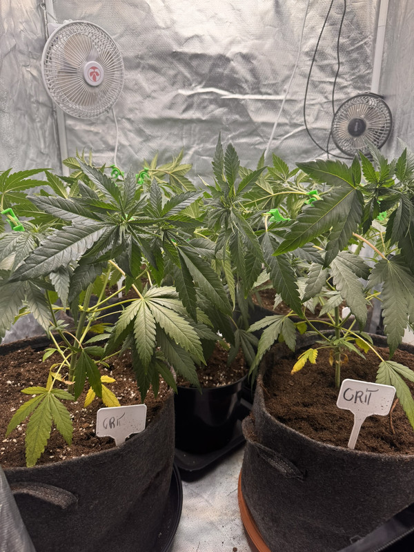44 1 LST