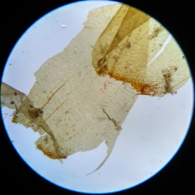 IMG 20250617 105141 HDR