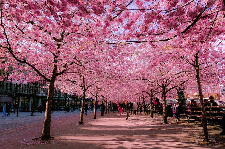 Pinkcherry-blossom.jpg