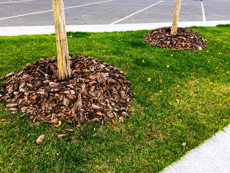 Tree Mulching 