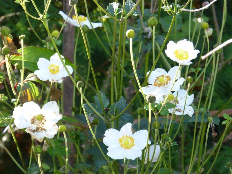 2014-11-01 Novemberblüten 22