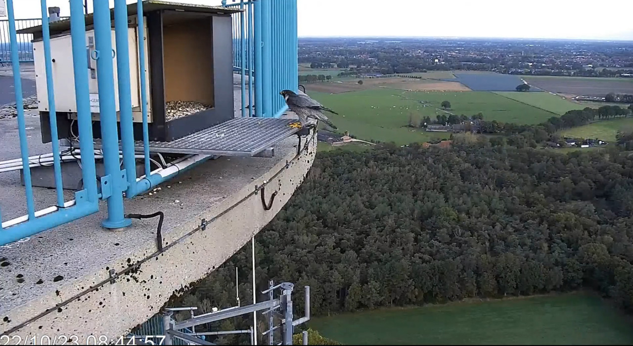 screenshots va 29 maart 2023 © VWGGemert/Vogelbescherming Nederland - Pagina 40 2023-10-22-090623