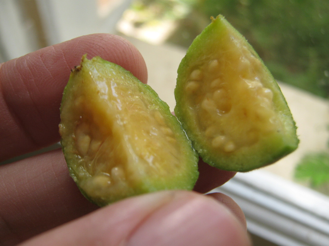 psidium_guineense_20160330T142257