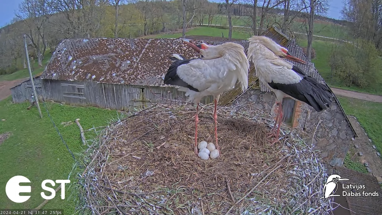 Baltie stārķi (Ciconia ciconia) Tukuma novadā - LDF tiešraide __ White storks in Tukums, Latvia 6-54