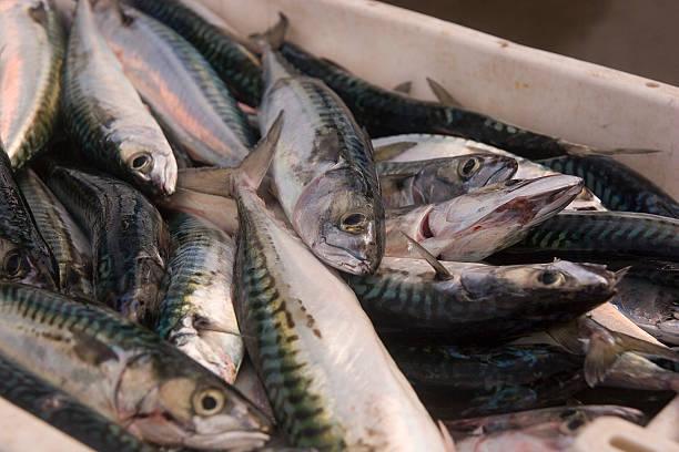 fresh Cornish fish