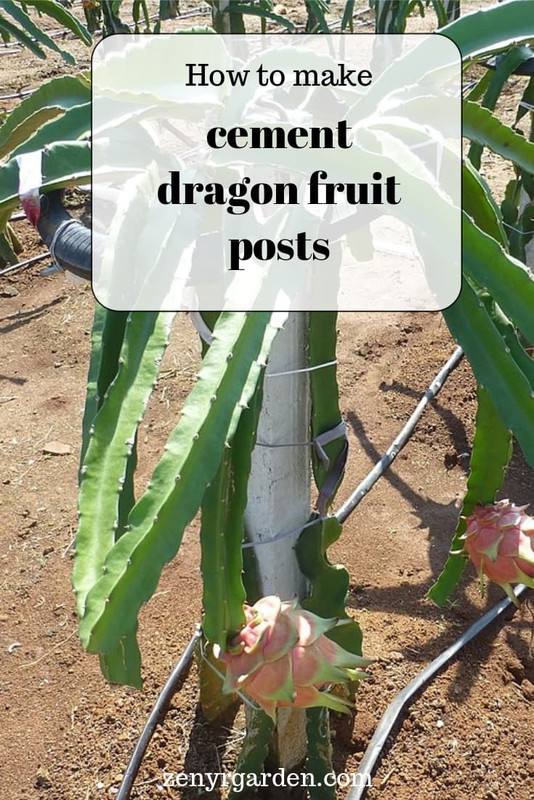 how-to-make-cement-dragon-fruit-posts.jpg