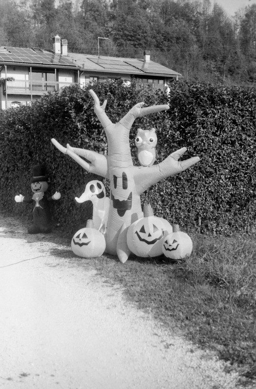 Leica II_31oct2021_07 (676x1024)