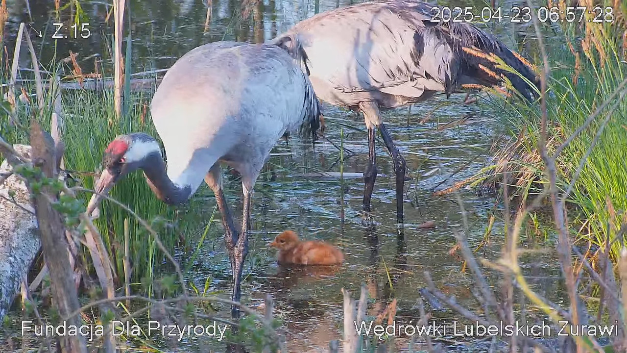 Tiešraides kamera ar dzērvju ligzdu netālu no Poleski PN. Tiešraides kamera, kas ligzdo parasto dzēr