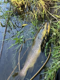 514420247_10233230106327797_695739442051993486_n