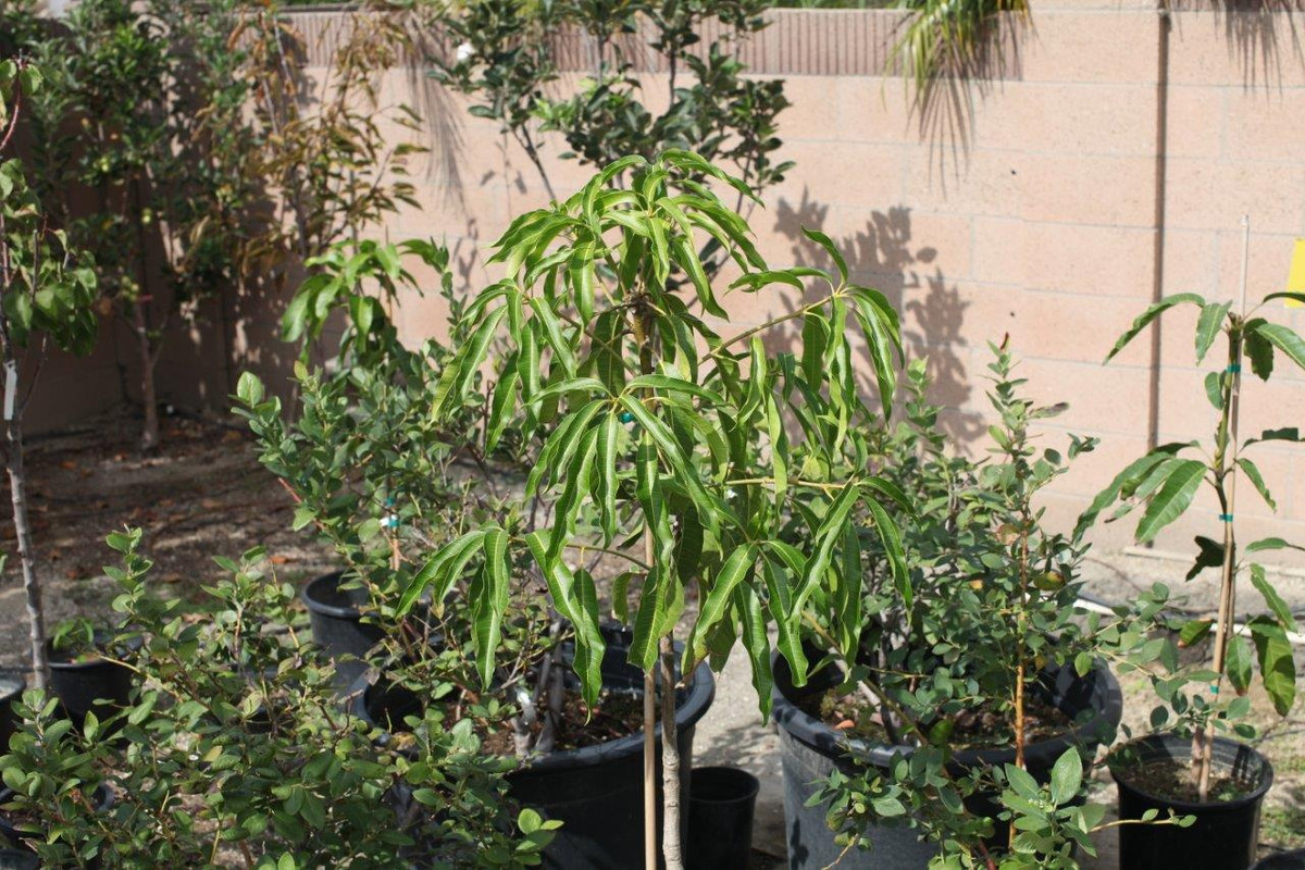 IMG_5992 Ugly Betty Mango Tree Upper Half (10-18