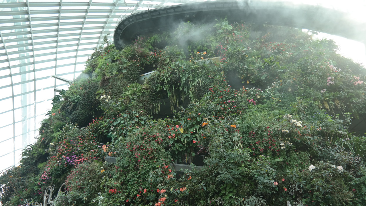 Cloud Forest 16