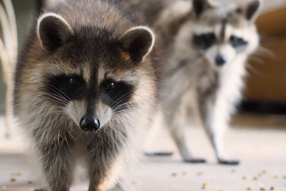 Kissimmee wildlife removal