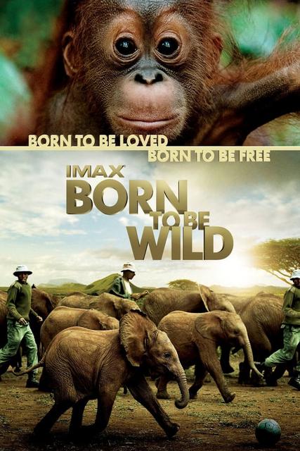 ველურებად დაბადებულნი / velurebad dabadebulni / Born to Be Wild