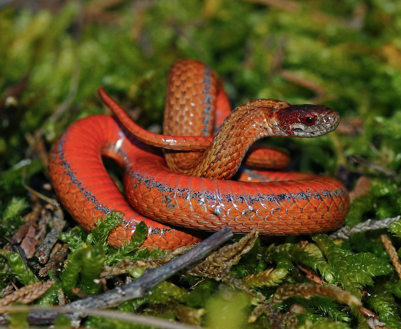 orange-red-bellied-snake.jpg