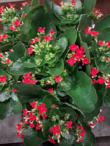 Afbeelding-van-Whats-App-op-2025-11-14-om-06-56-44-fec39725