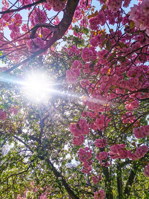 flowers-pink-blossom-april.jpg