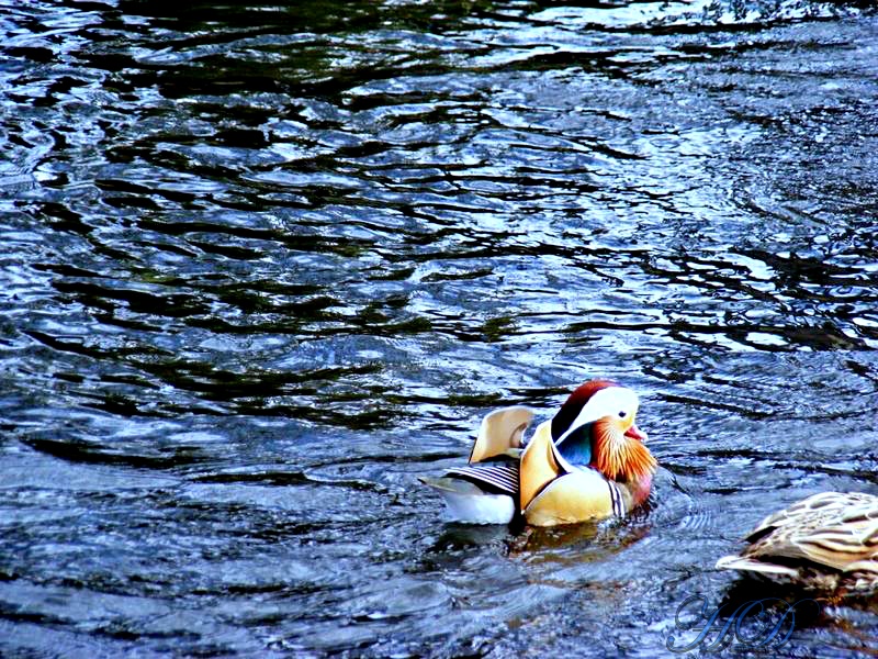 Mandarin-Duck-3.jpg