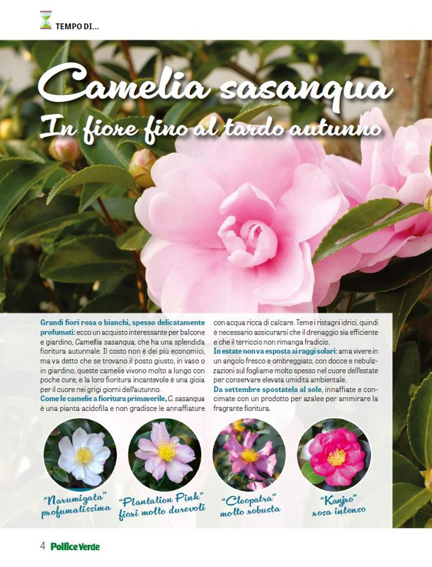 Pol Ver Set 2025 (1)