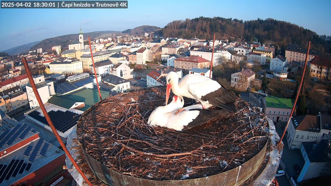 Tiešraidē no stārķa ligzdas uz alus darītavas skursteņa Trutnovā 11-15-42 screenshot