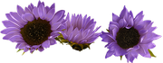 MVDLavender-Love-116