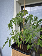 [Bild: 20240614-094817.jpg]