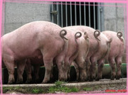 Queuecochon.jpg