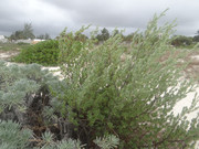 DSC00491
