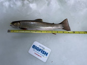 [Image: Brooktrout-11in-HKN.jpg]