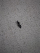 2x-bug