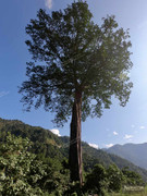 BBG&B17TezpurToBomdila - 4