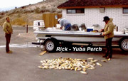 [Image: YUBA-GLORY-DAYS-PERCH.jpg]