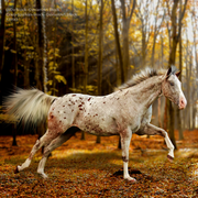 Appaloosa Run Art