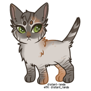 dilute tortoiseshell lynx point