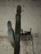 63.2.cutie patooties II