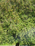 ADP System - Zelezniza 2009 (33)