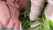 Nettles in peehole and clitoris pussy masturbation rubbing with stinging plants