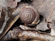 Snail_20230604_145123695_cropped