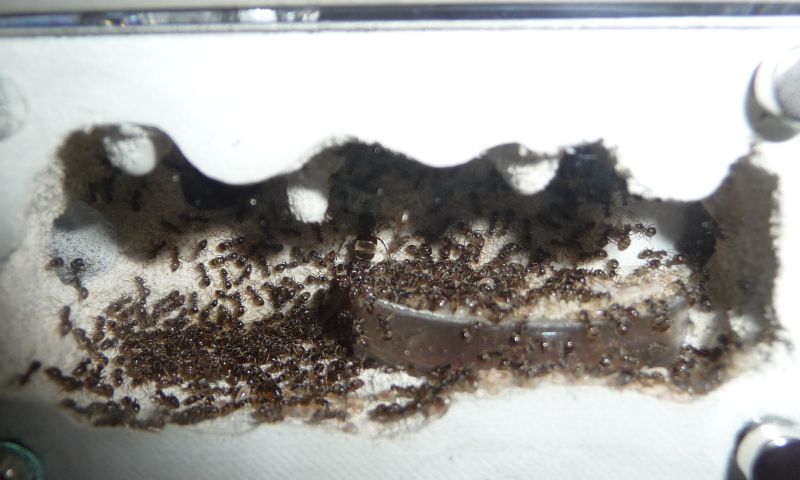 0404-Lasius.jpg