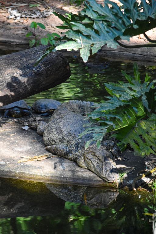 В джазе только девушки или аргентинско-бразильский калейдоскоп В джазе только девушки или аргентинско-бразильский калейдоскоп