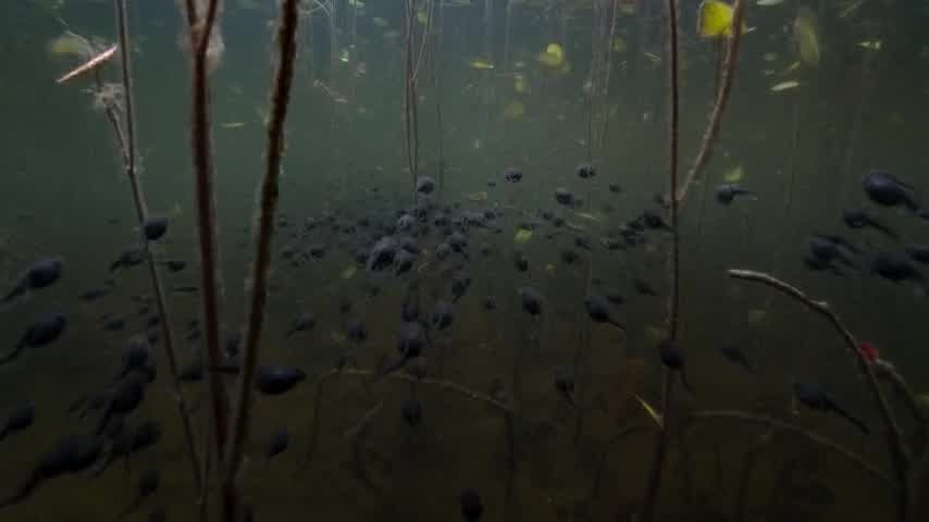 [Image: nzrd6cn558gs.jpg]